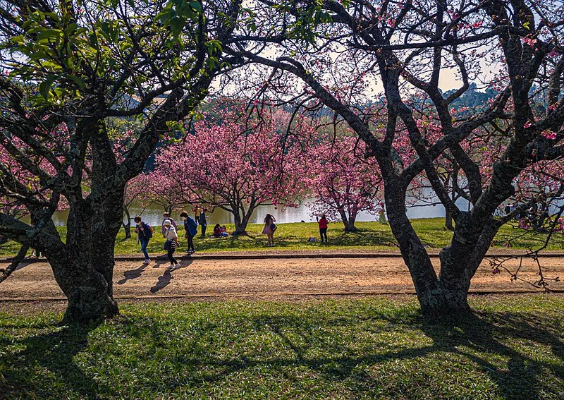Festival das Cerejeiras Sakura Matsuri, Parque Bunkyo Kokushikan, São Roque SP