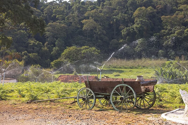 Plantação de alcachofra em São Roque